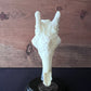 Giraffe- "The Sky Grazer"