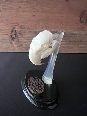 Hyacinth Macaw- "The Sapphire Beak"