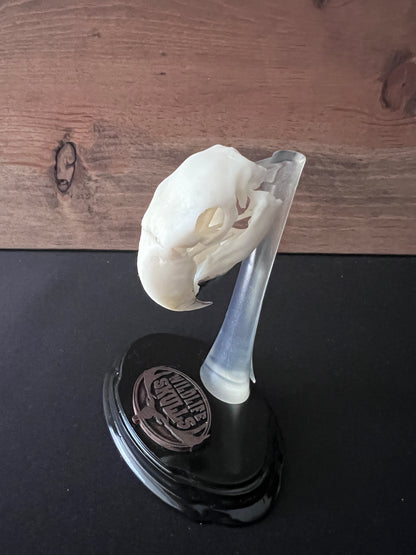 Hyacinth Macaw- "The Sapphire Beak"