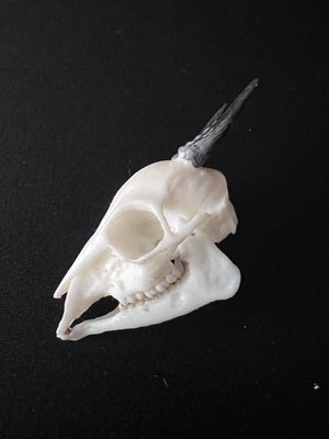 Blue Duiker- "Miniature Majesty"