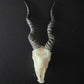 Blackbuck- "Twisted Grace"