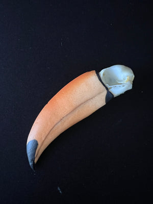 Keel-Billed Toucan- "Rainbow Skull"