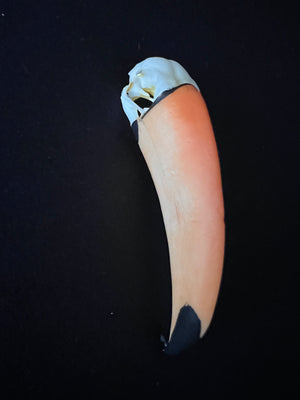 Keel-Billed Toucan- "Rainbow Skull"