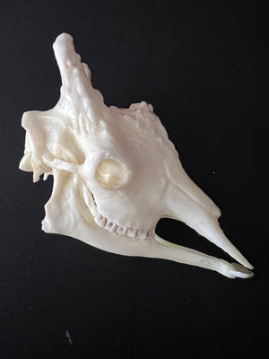 Giraffe- "The Sky Grazer"