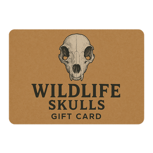 Wildlife Skulls Gift Card